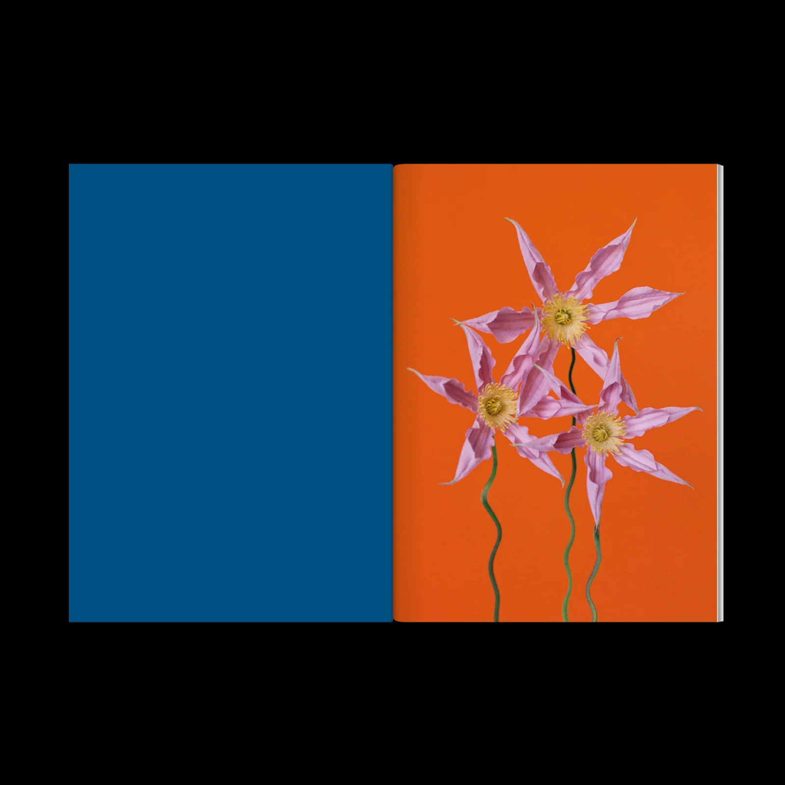 The Chromatics of Flowers
