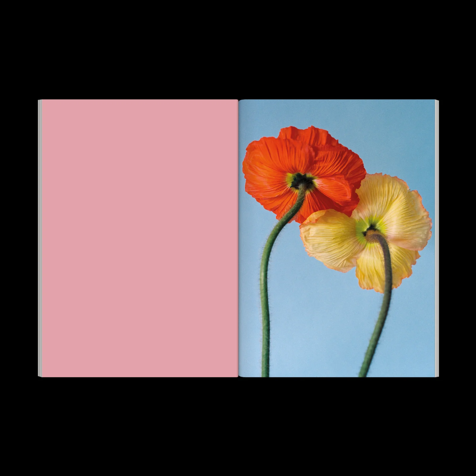 The Chromatics of Flowers